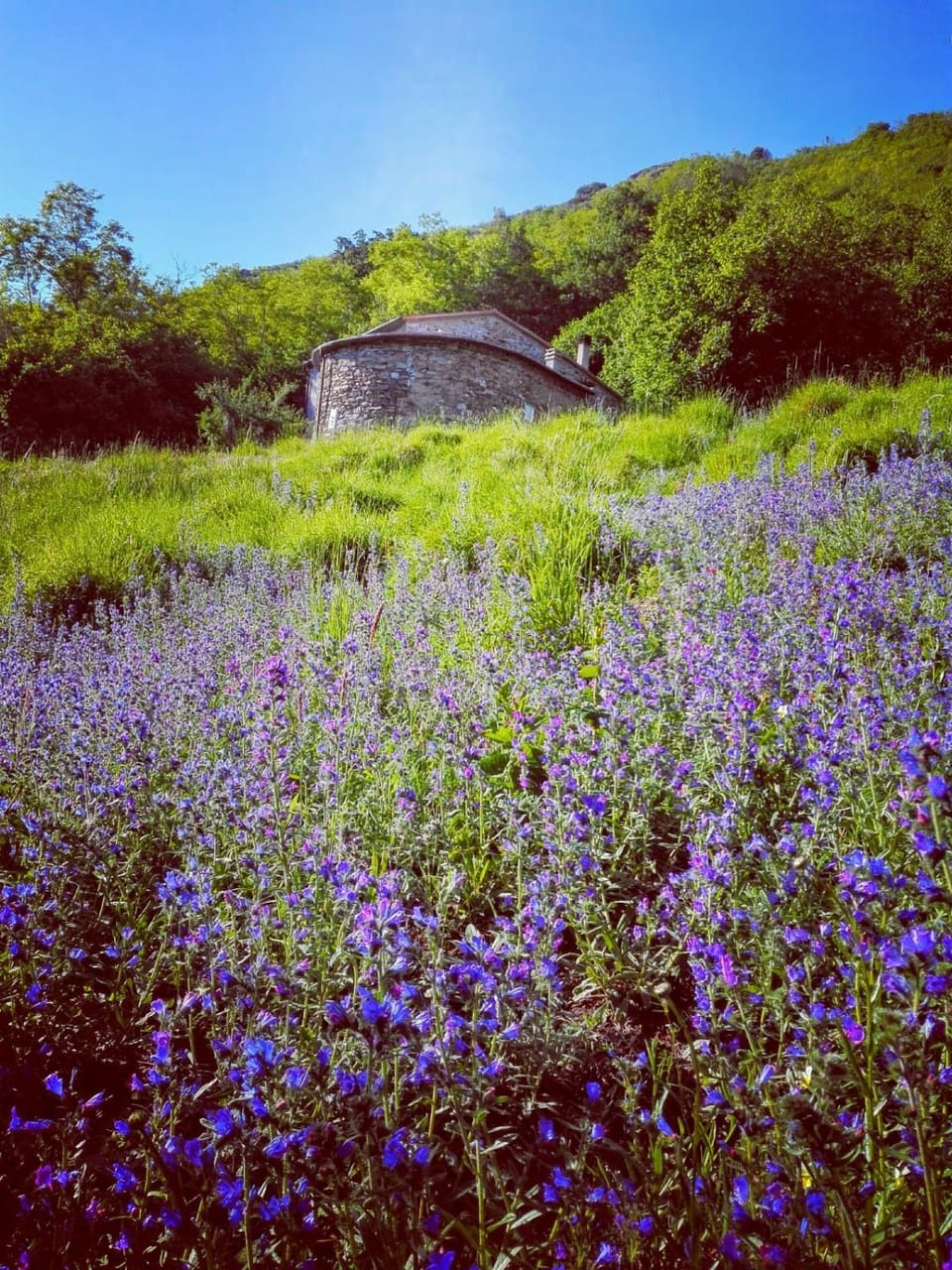 faggio rotondo - natura autentica Country House in Liguria