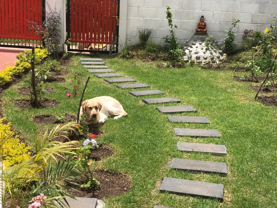 Garden, Pets, Garden view