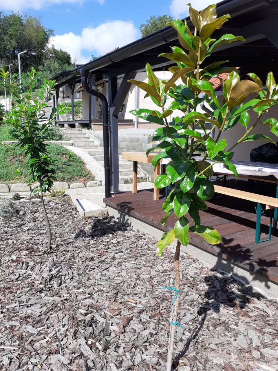 Garden view