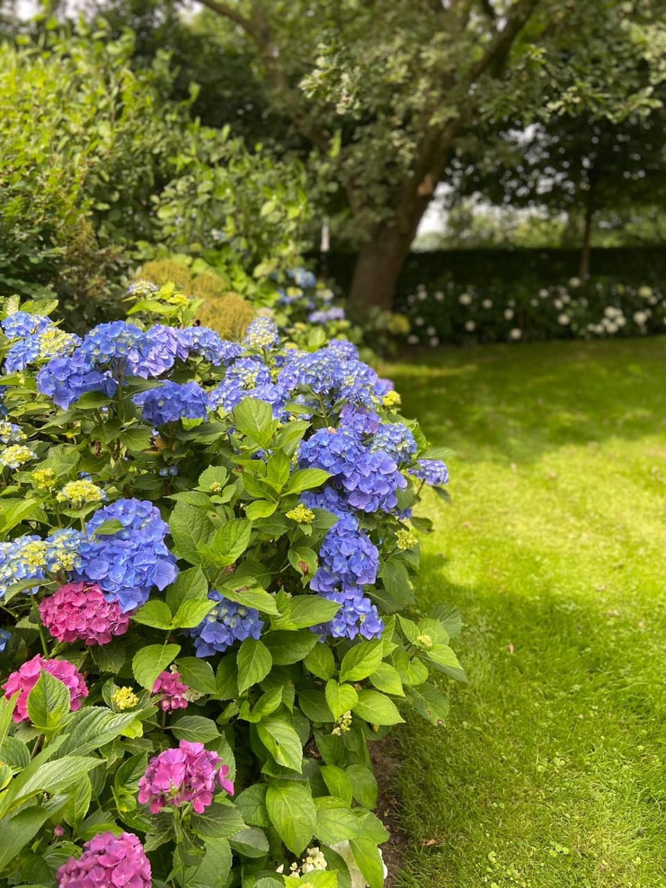 Garden view