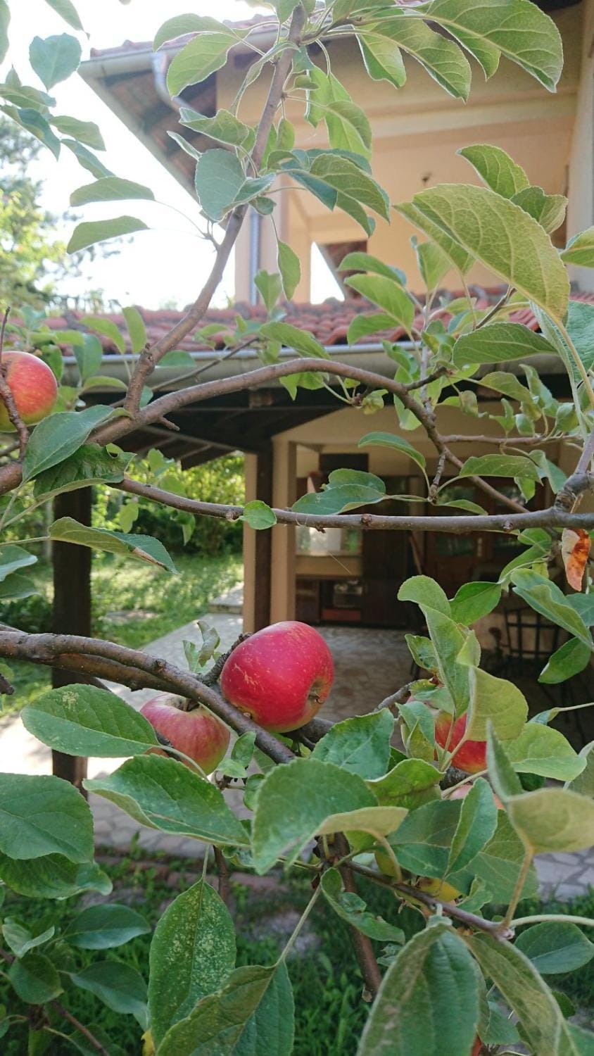 Kuca za odmor Cveta Despotovac House in Serbia