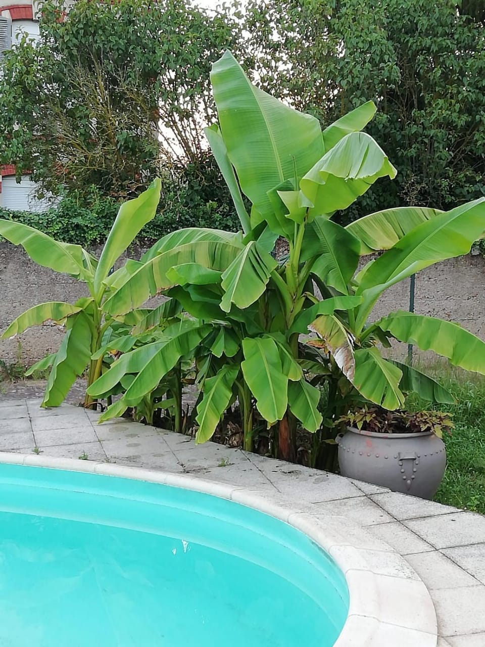 Swimming pool, Swimming pool