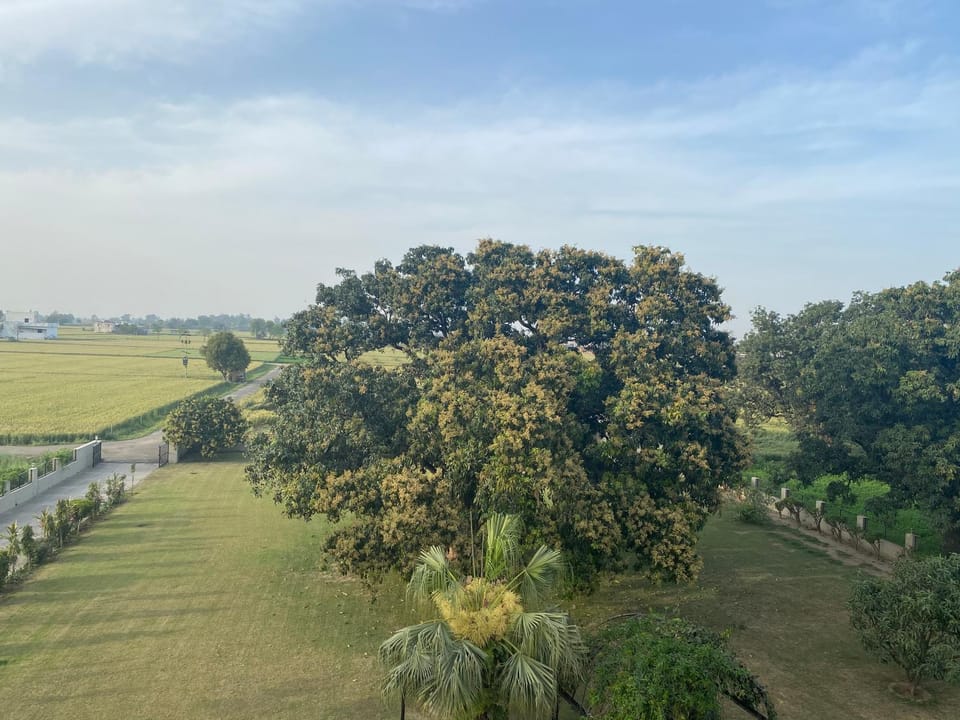 Garden view