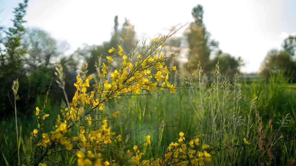 Gipsy Home Farm Stay in Overijssel (province)