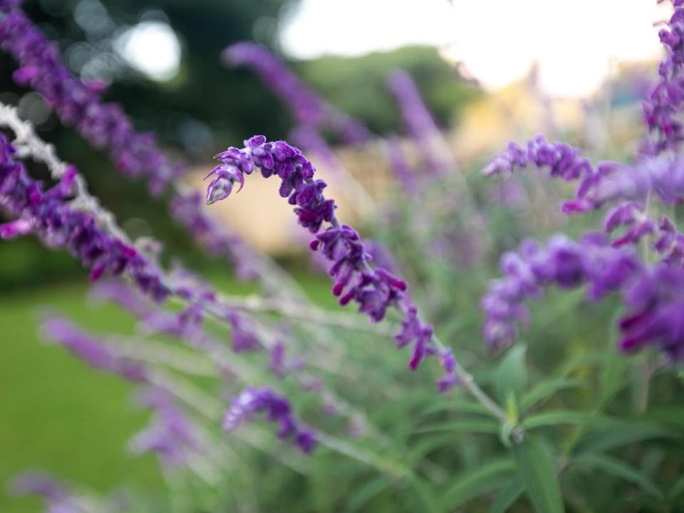 Garden, Garden