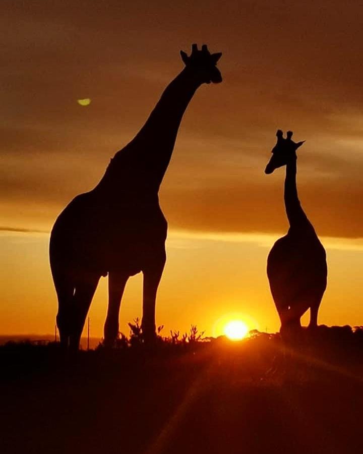 Animals, Sunset