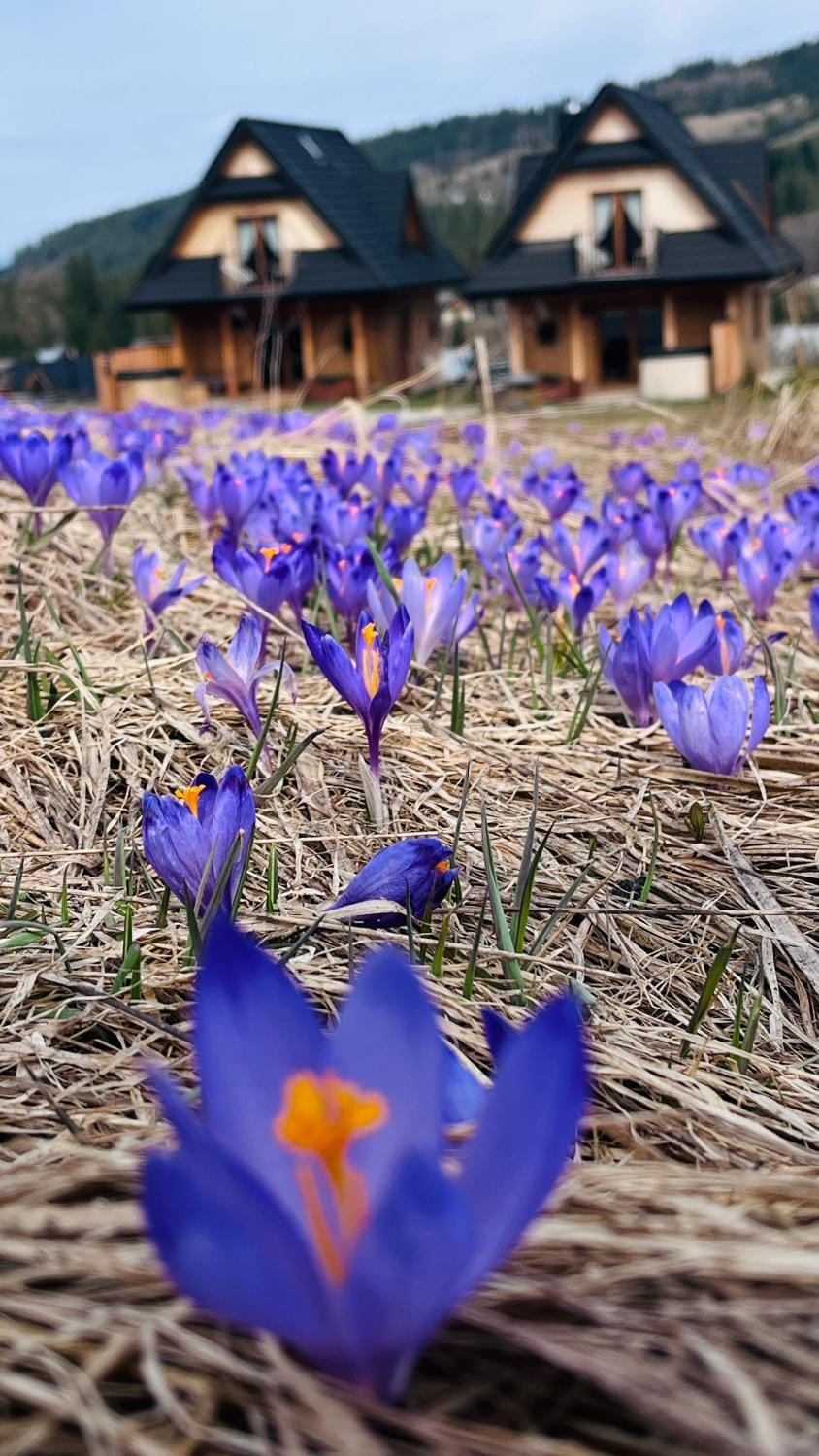 Spring