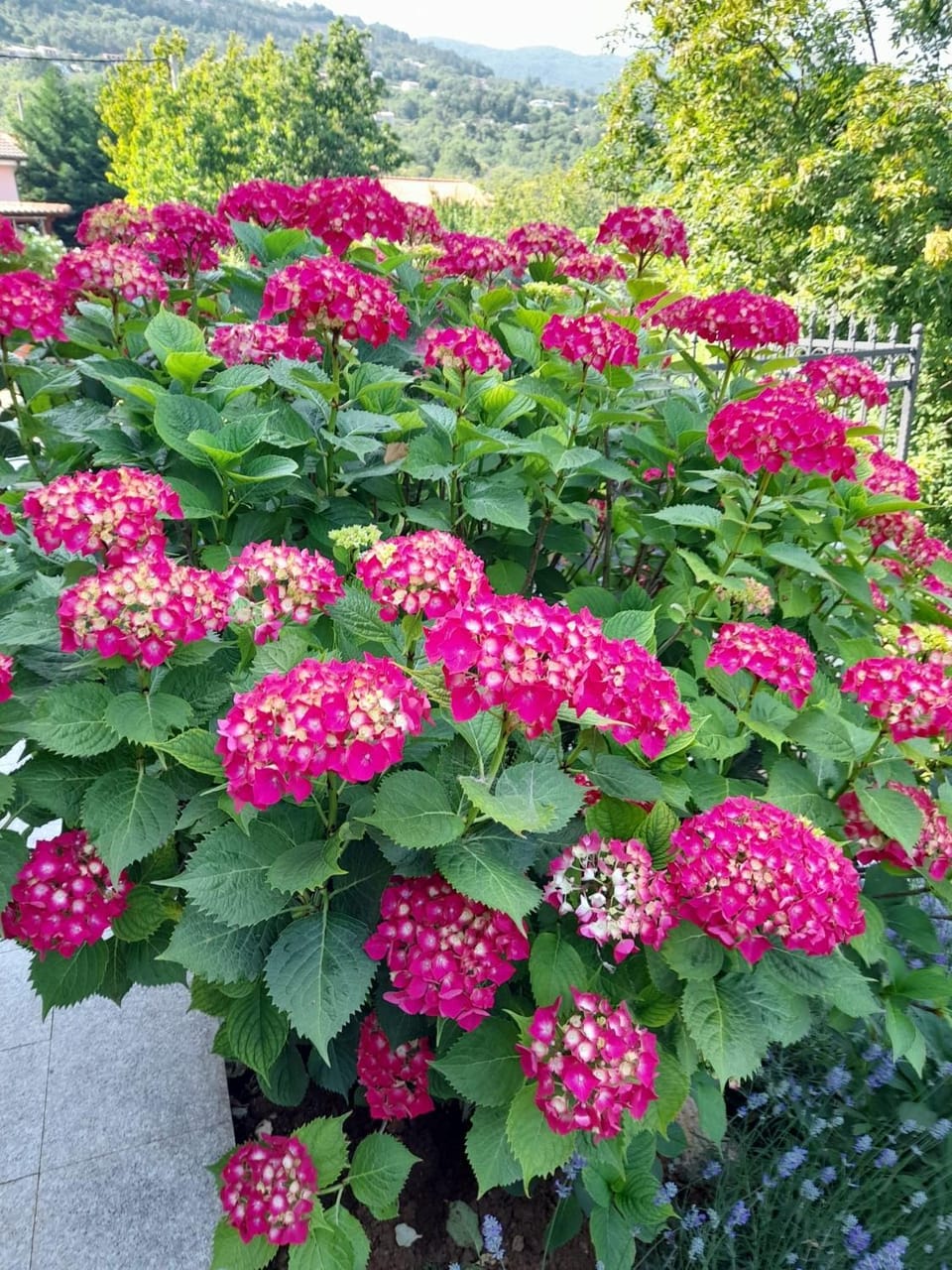 Spring, Day, Garden, Garden view