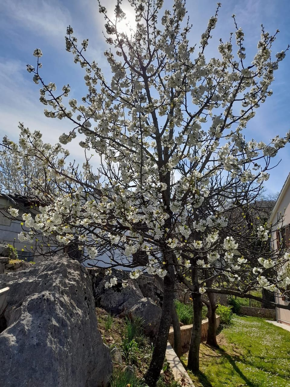 Spring, Garden, Garden view