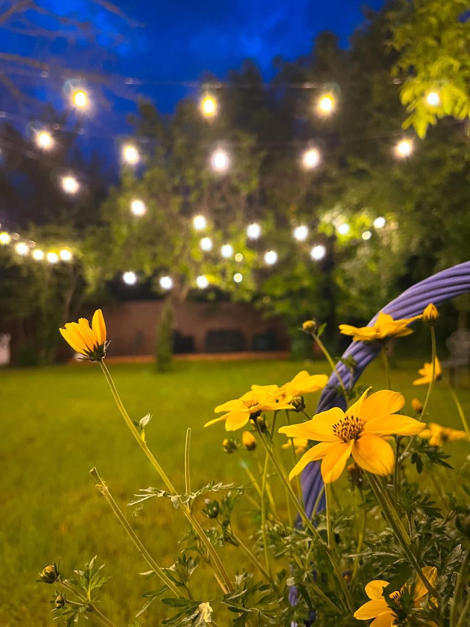 Night, Garden