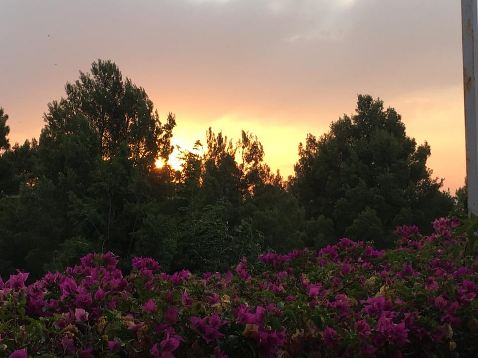 Garden view, Sunrise, Sunset