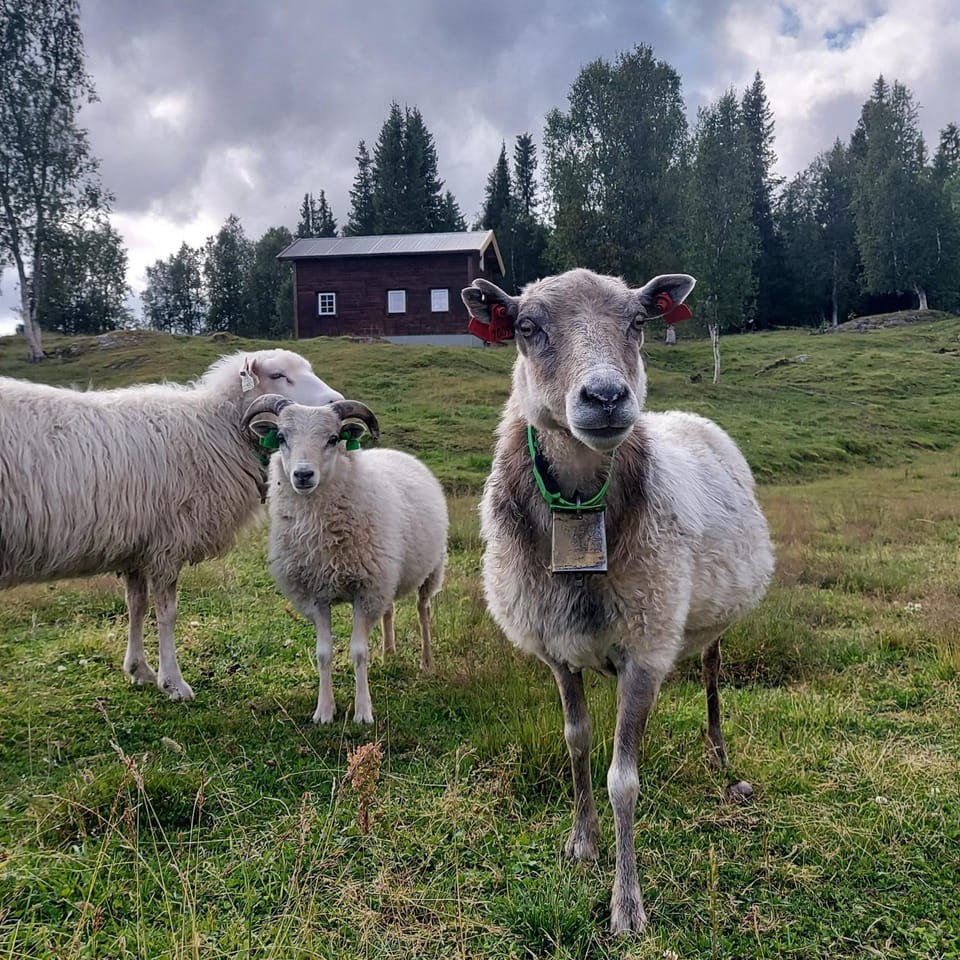 Villmarksgård, hytte ved vannet House in Nordland, Norway