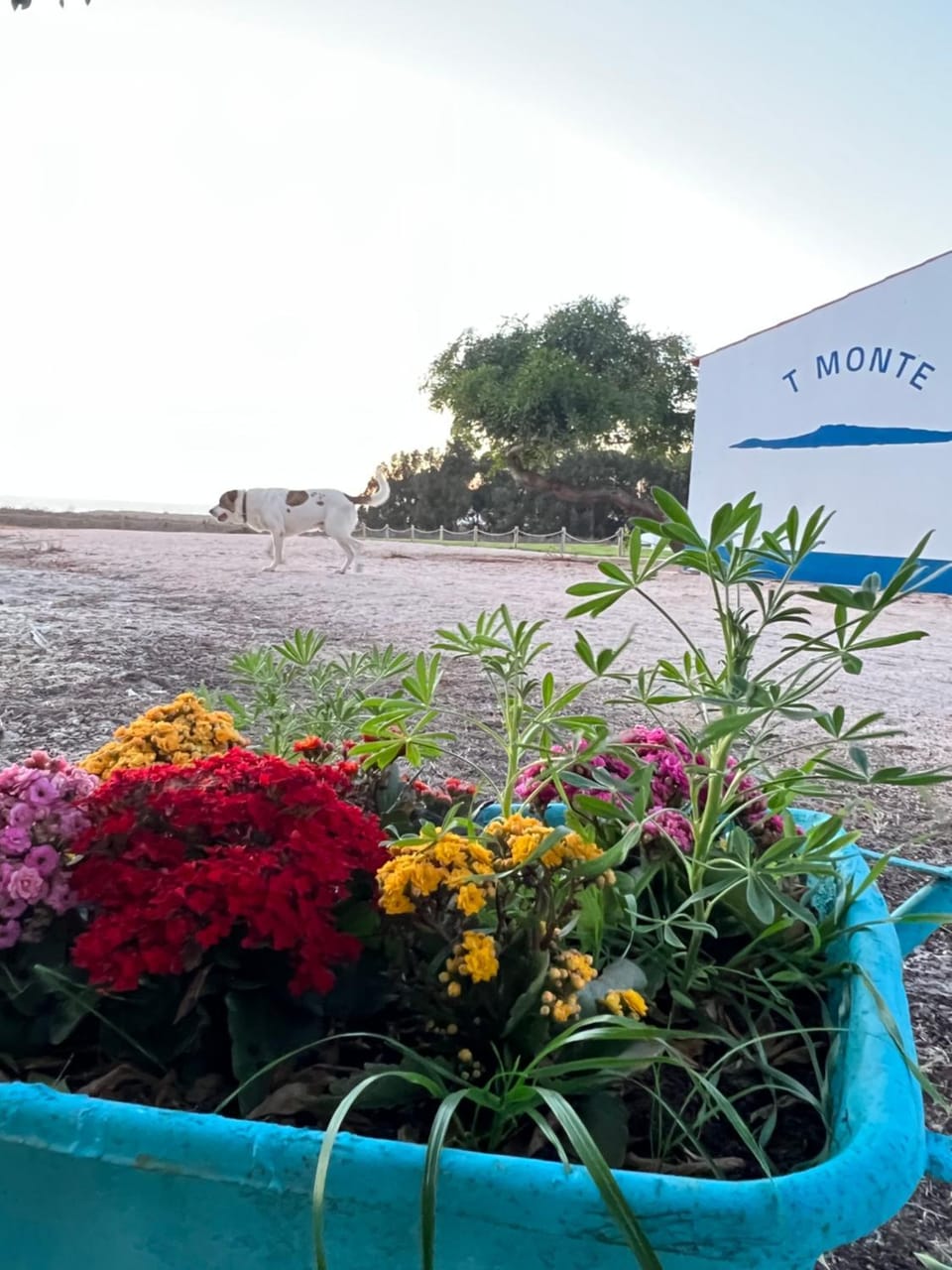 Garden, Sea view