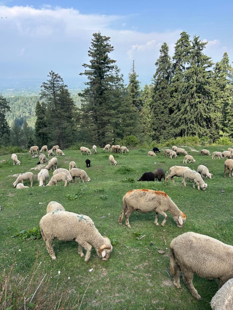 Animals