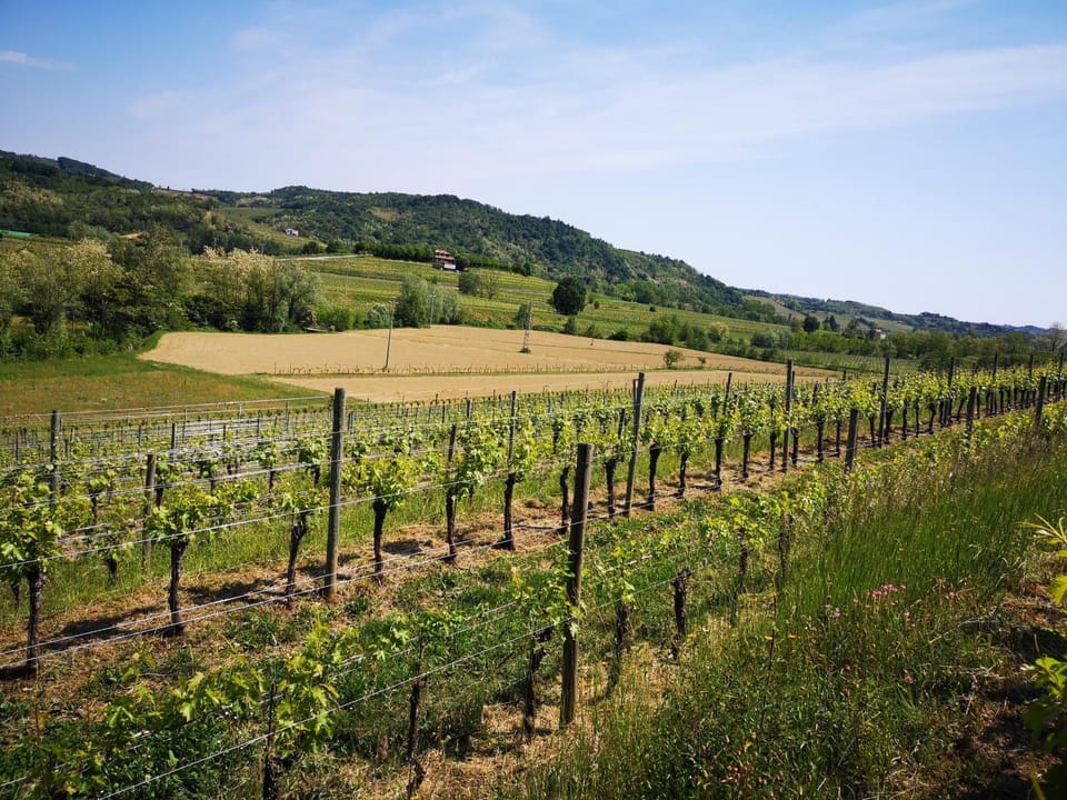Pizzulin - Wine & Living Farm Stay in Friuli-Venezia Giulia