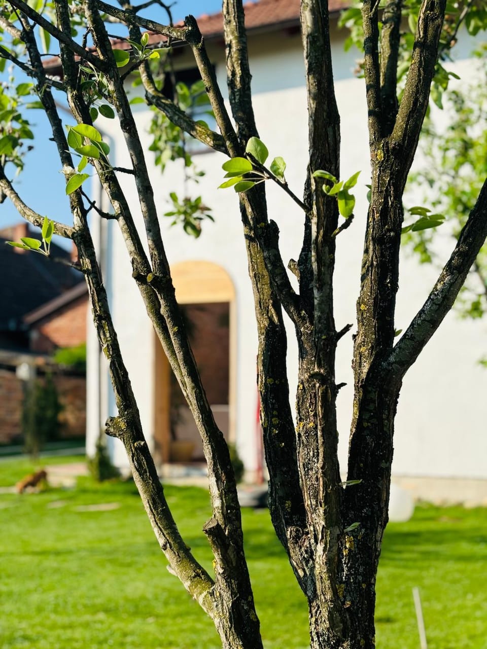 Property building, Garden