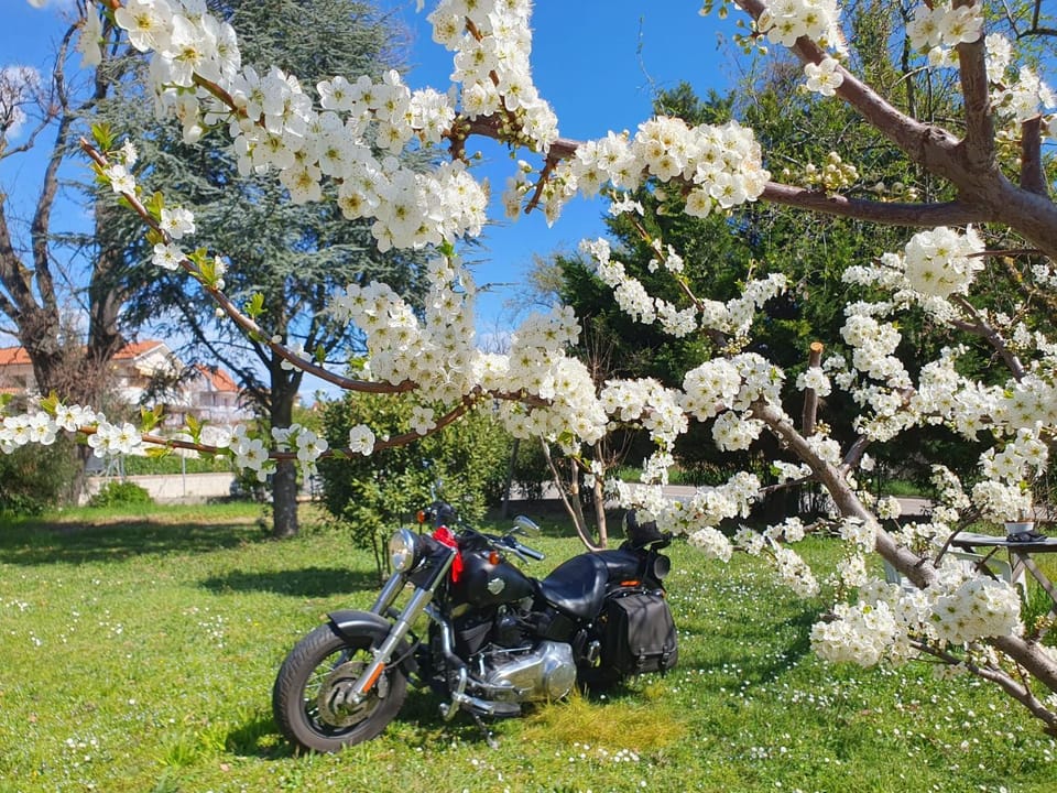 OAK TREE 114 BnB Bed and Breakfast in Marche