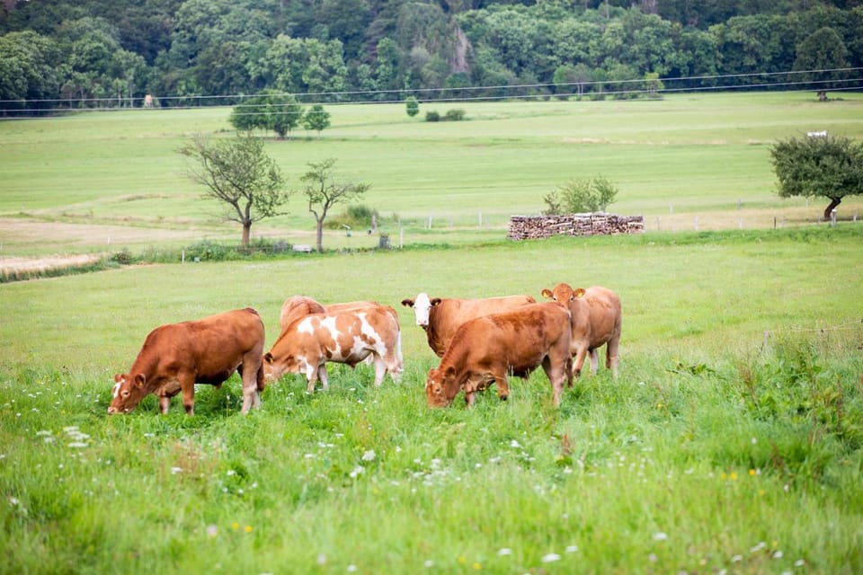 Animals
