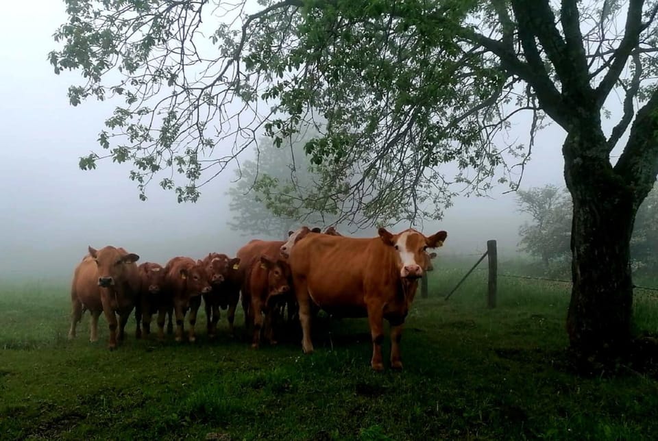 Animals