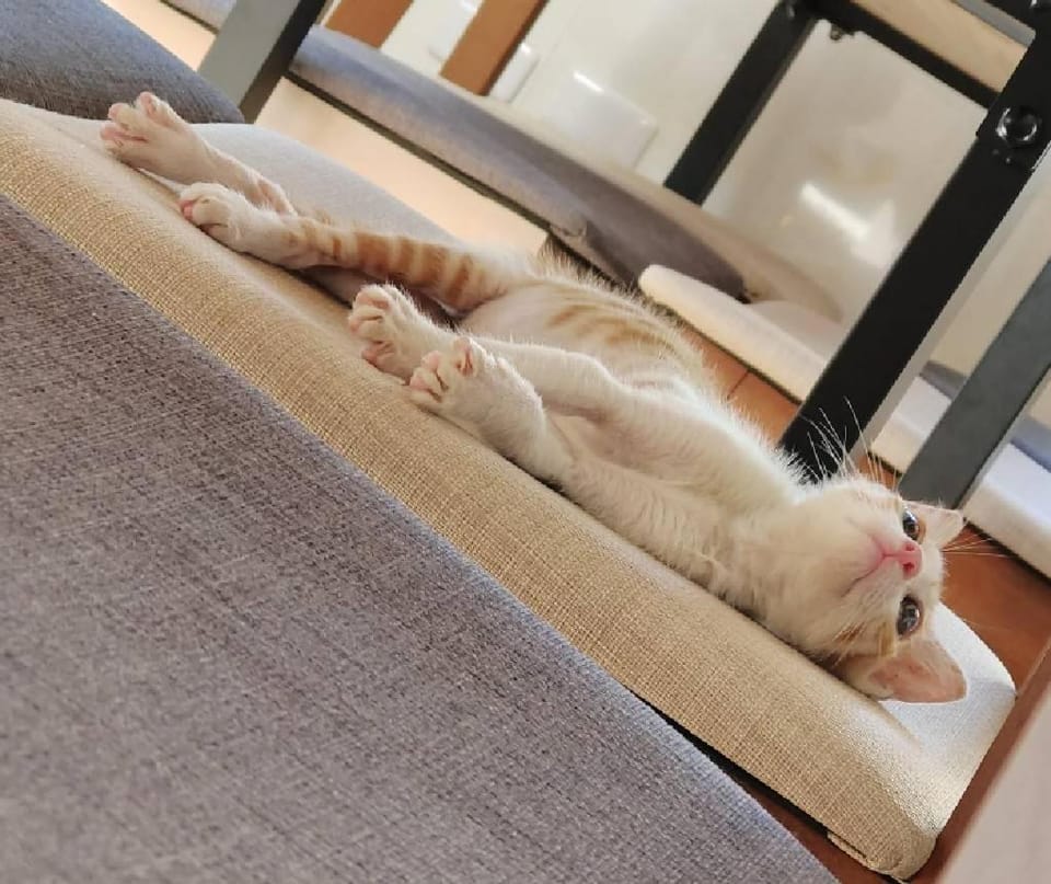 Restaurant/places to eat, Pets, Internal: Not applicable to any particular room
