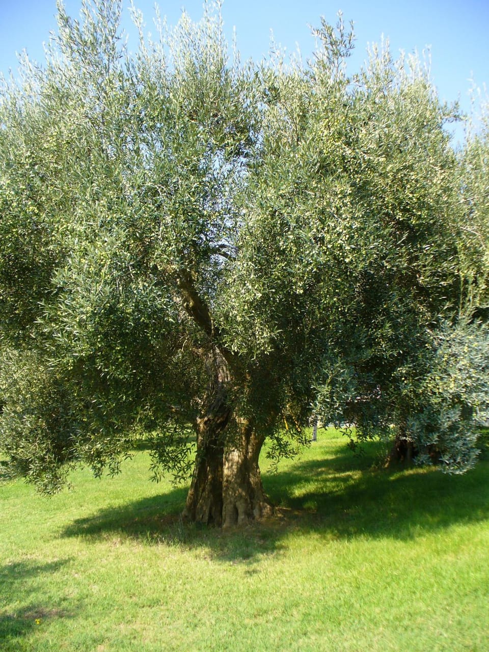 Spring, Day, Neighbourhood, Natural landscape, Garden, Garden view
