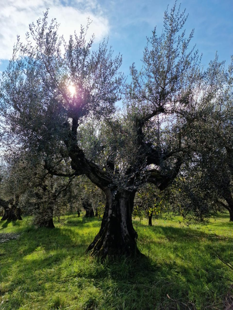 Spring, Day, Natural landscape, Garden, Garden view