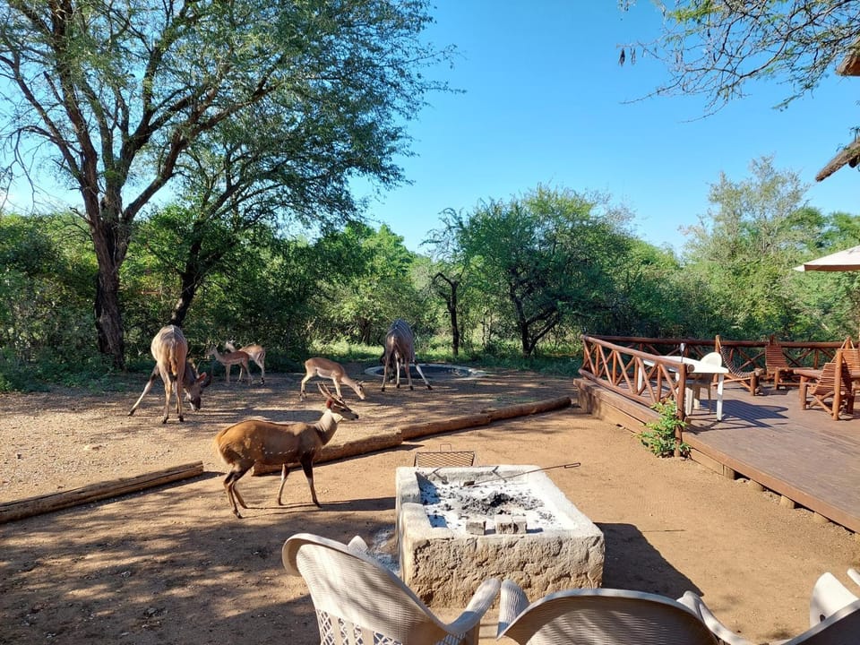 Garden, Animals, Animals, Garden view, Entertainment