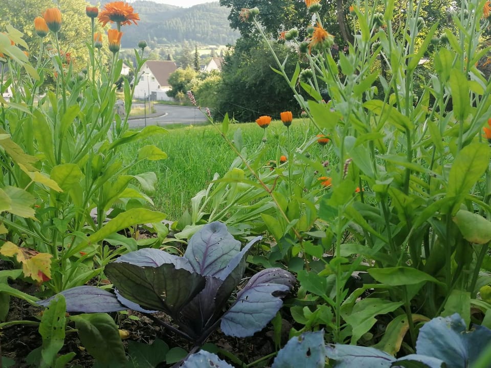 Garden view