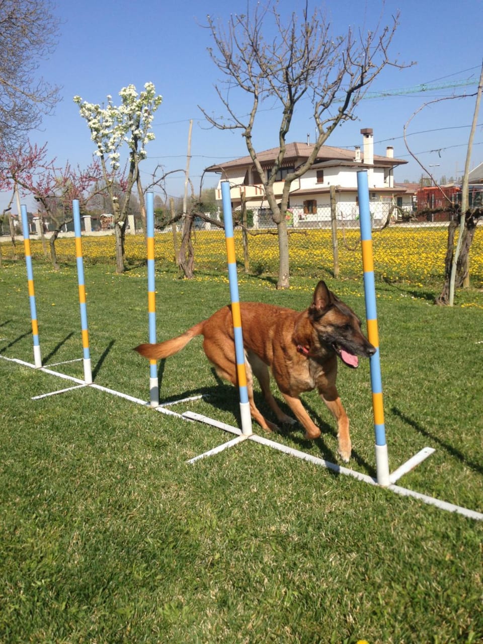 Activities, Children play ground, Pets, children