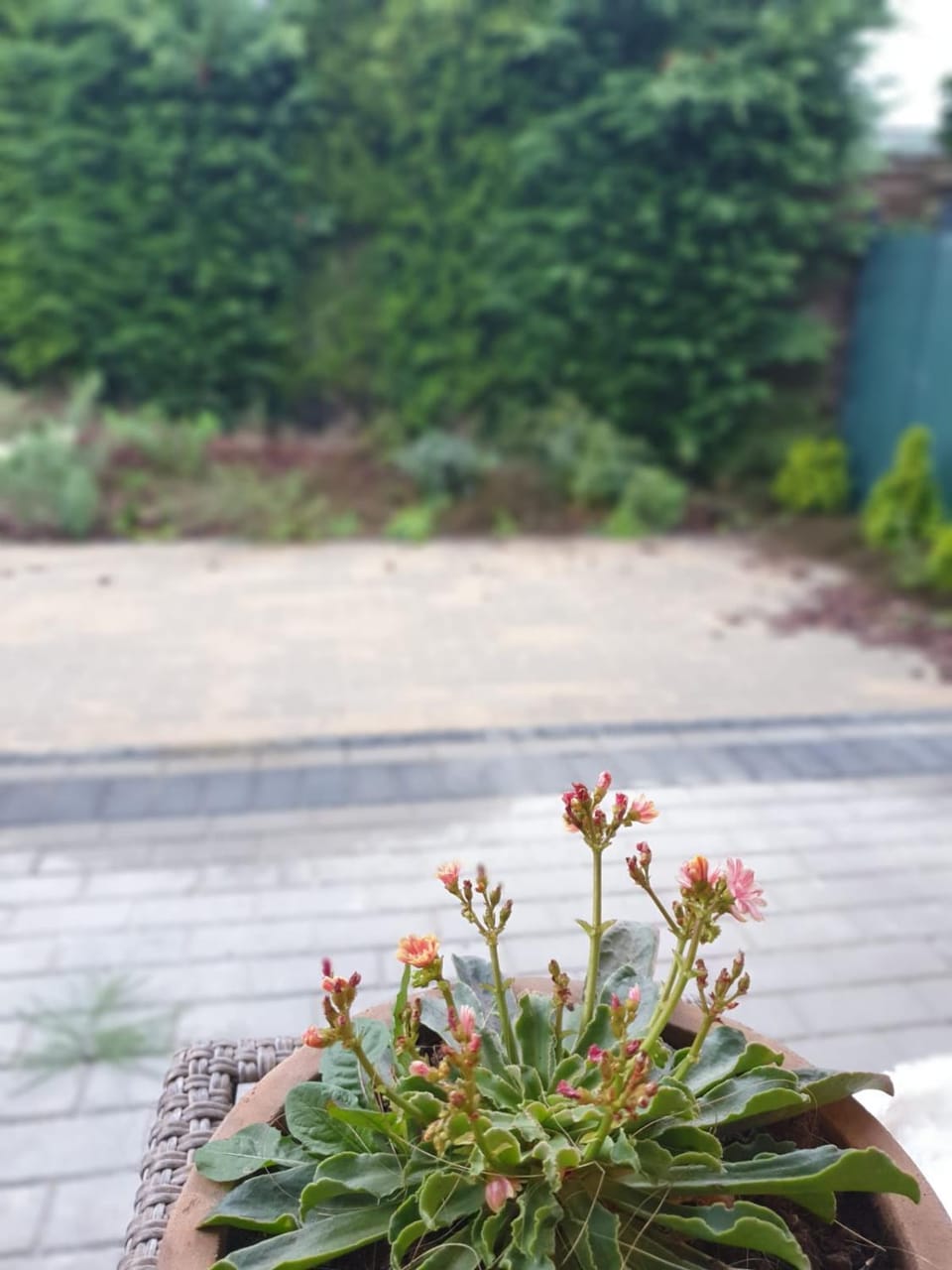 Garden, Balcony/Terrace, Balcony/Terrace