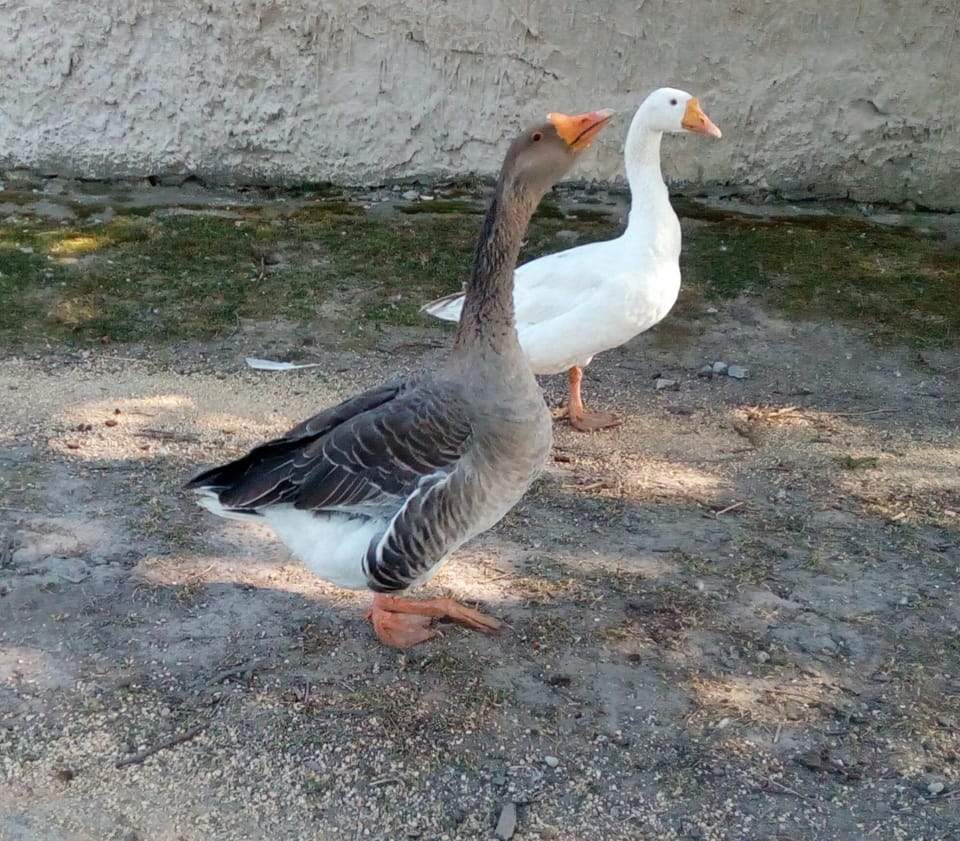 Animals