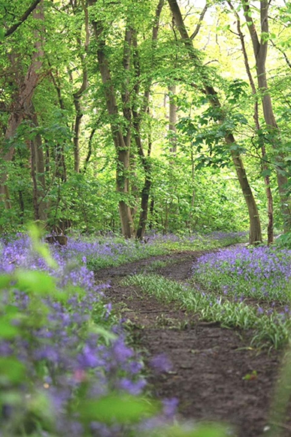 Natural landscape