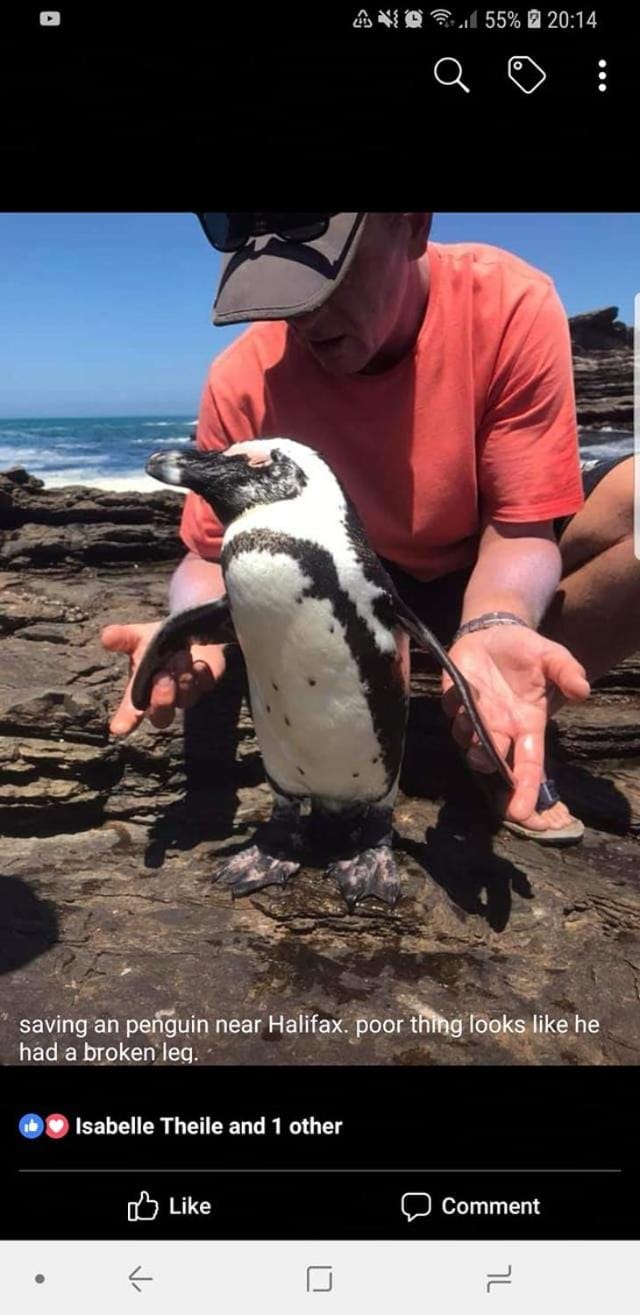 Animals