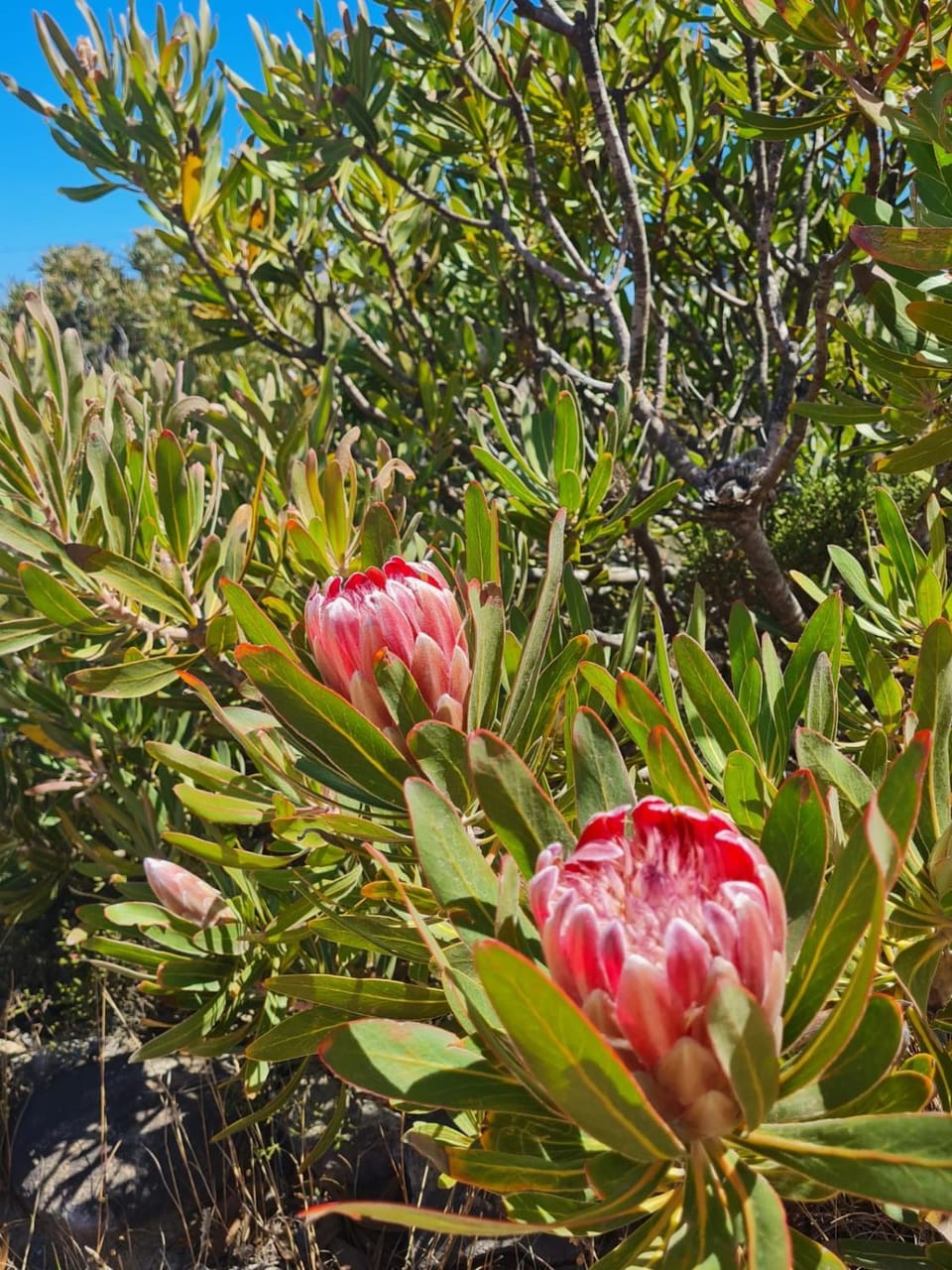 Brandys beach house bettys bay House in Western Cape