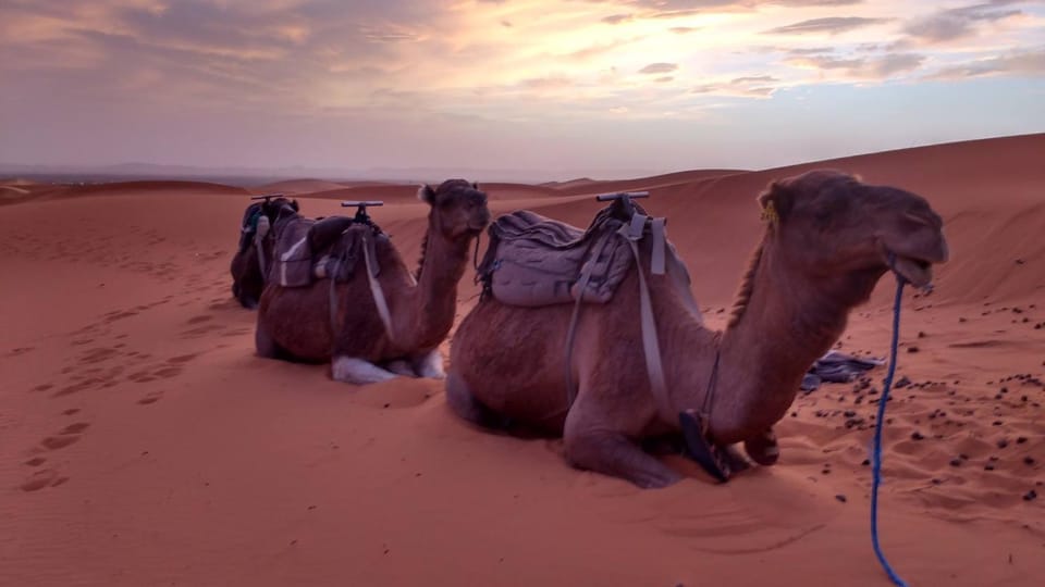 Day, Natural landscape, Activities, Animals