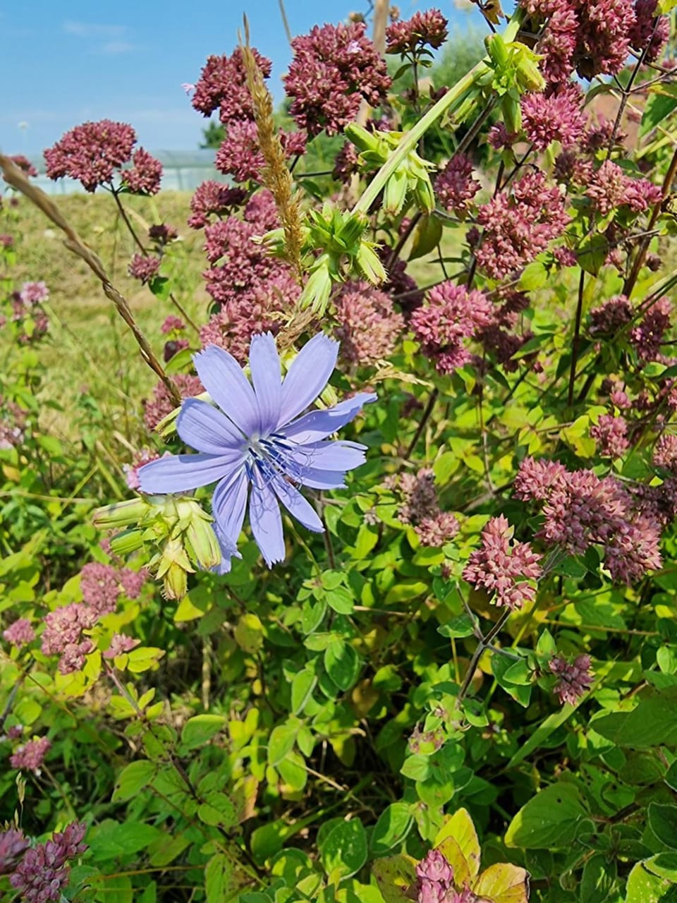 Summer, Garden