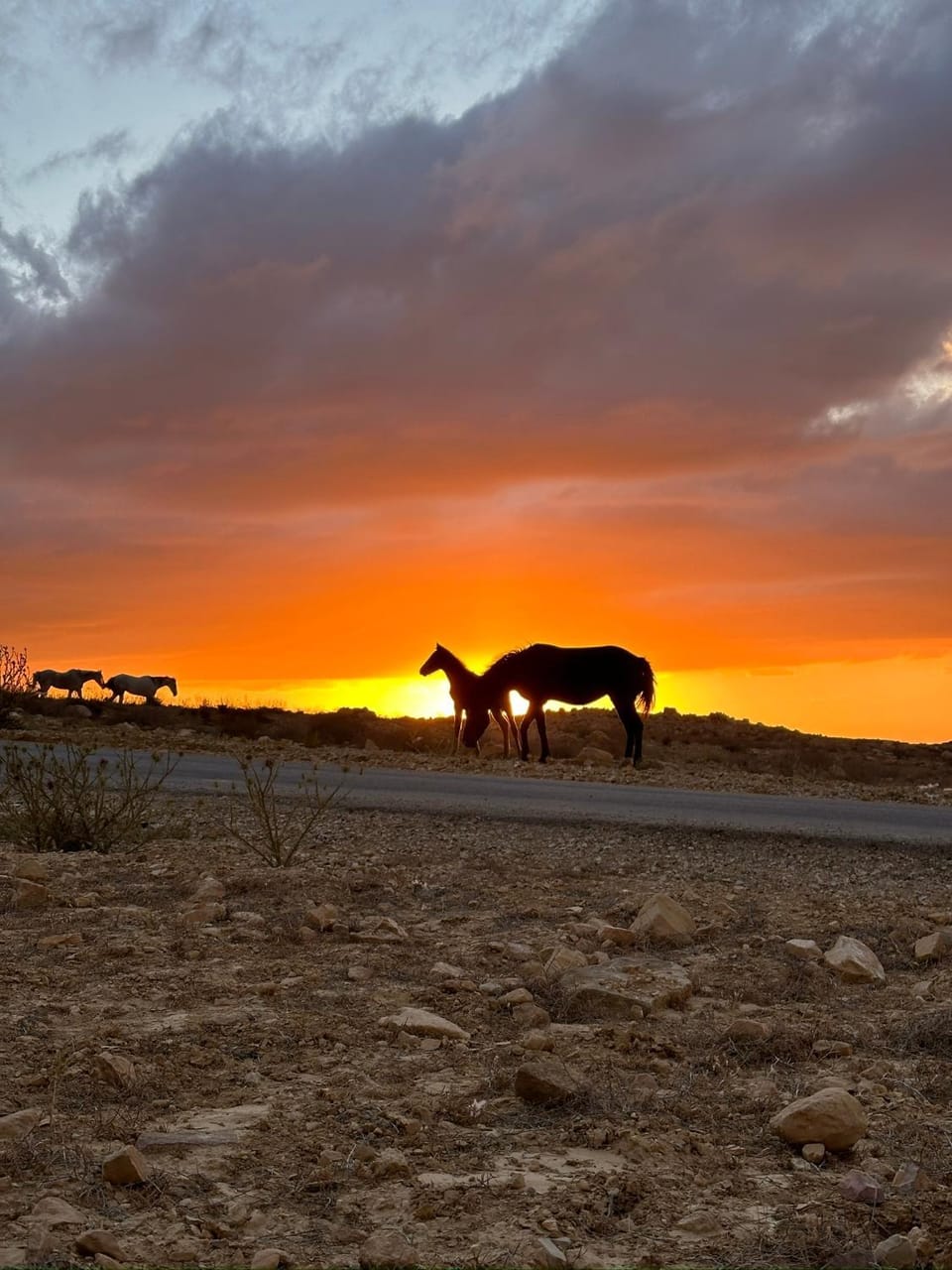 Petra Desert Dream Hotel Bed and Breakfast in Africa