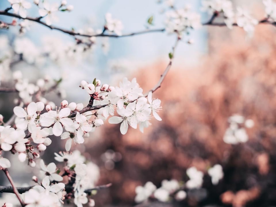 Spring, Garden view