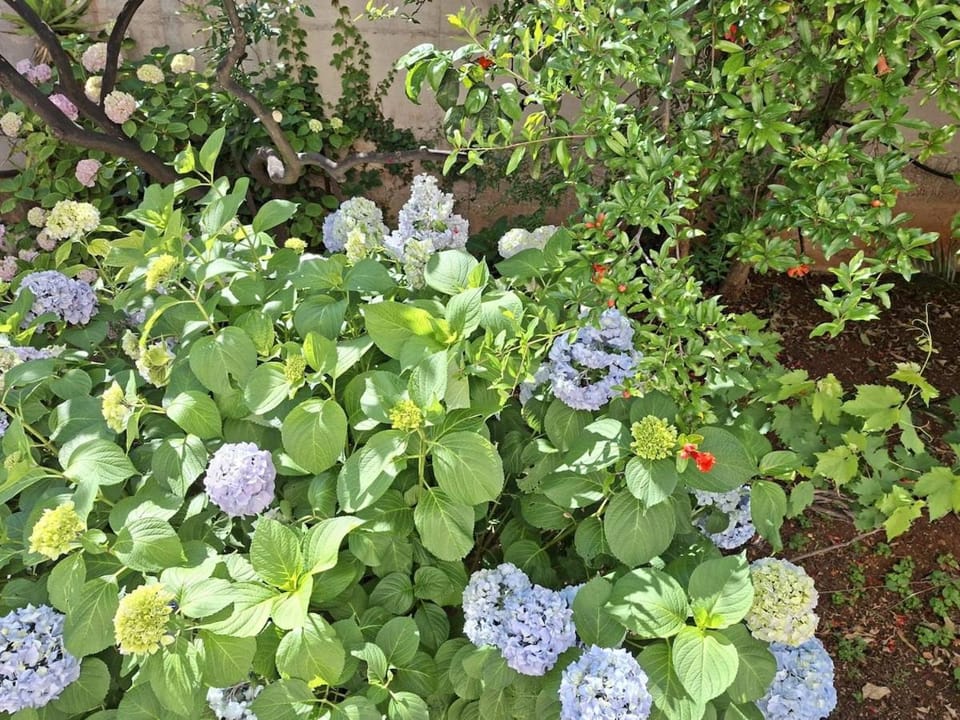 Natural landscape, Garden, Garden view