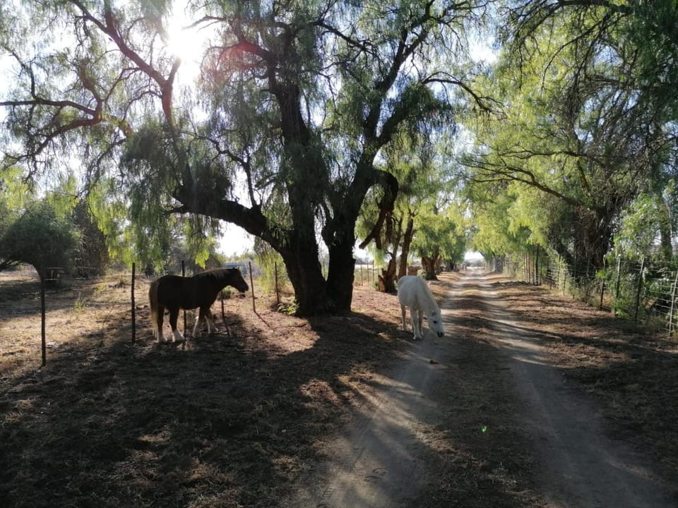 Animals
