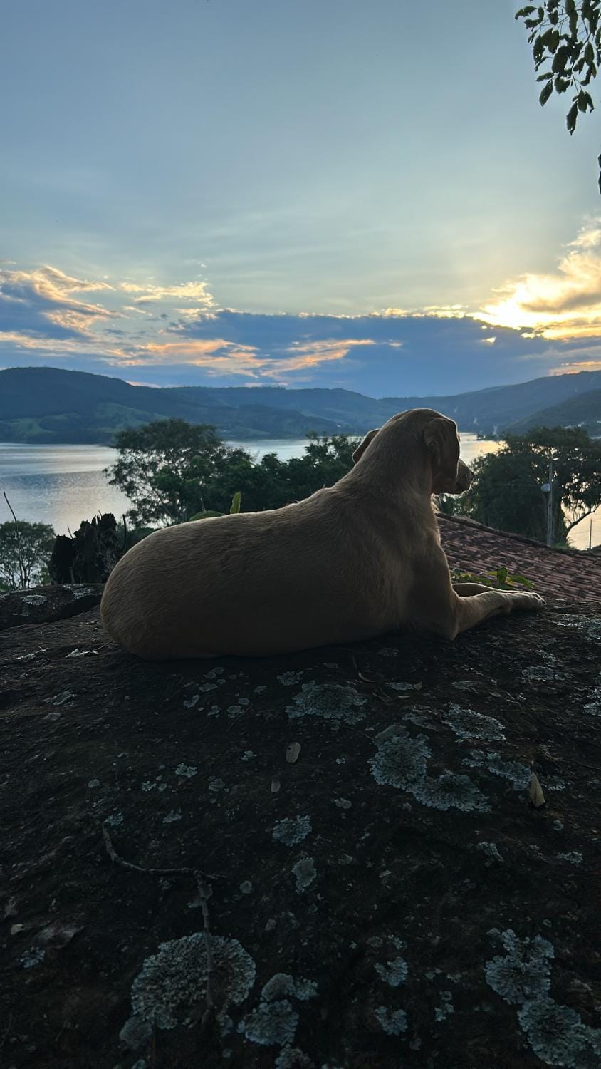 Natural landscape, Animals, Lake view, Sunset, pet friendly