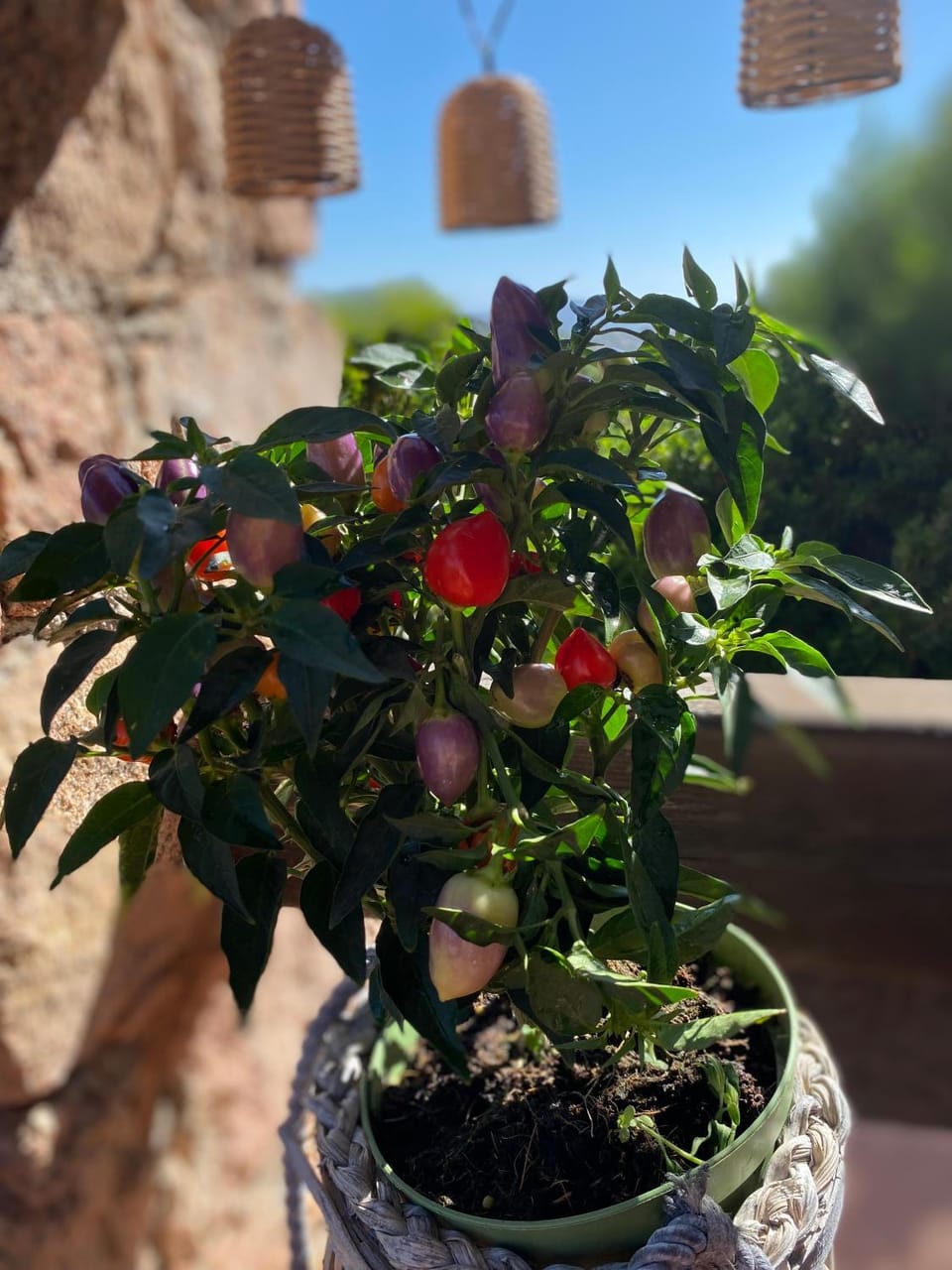 Balcony/Terrace, Garden view