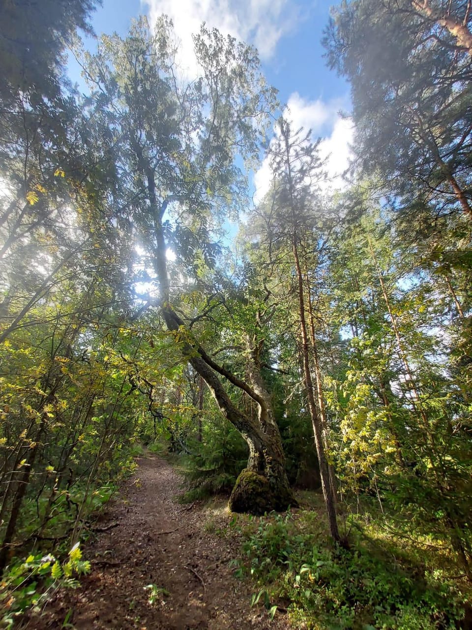 Hiking