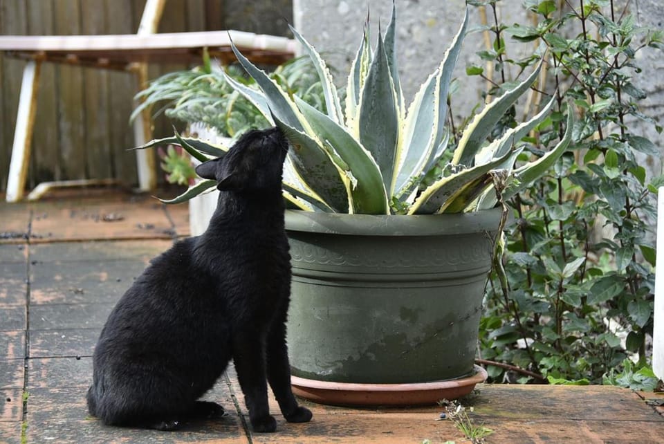 Tarcisio B&B Bed and Breakfast in Marche