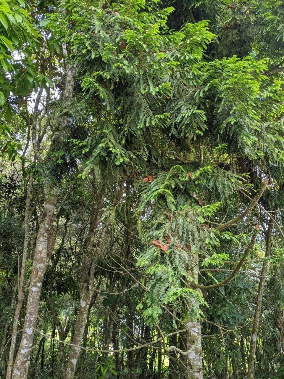 Natural landscape