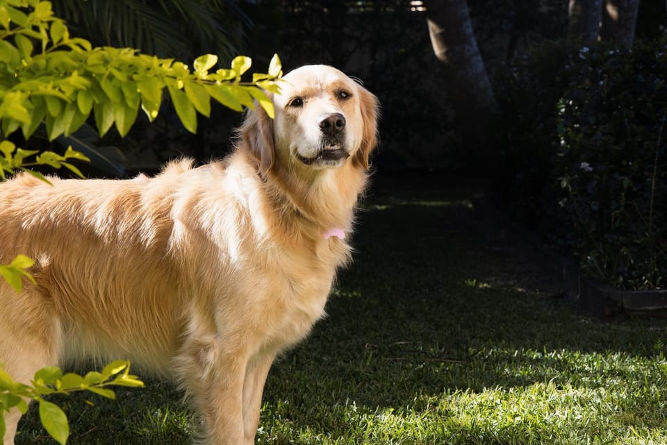 Garden, Pets