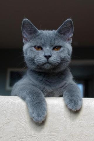 Pets, Pets