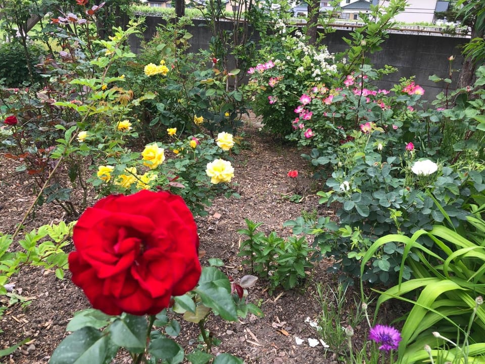 Fukurou no Oyado - Vacation STAY 71438v Bed and Breakfast in Japan
