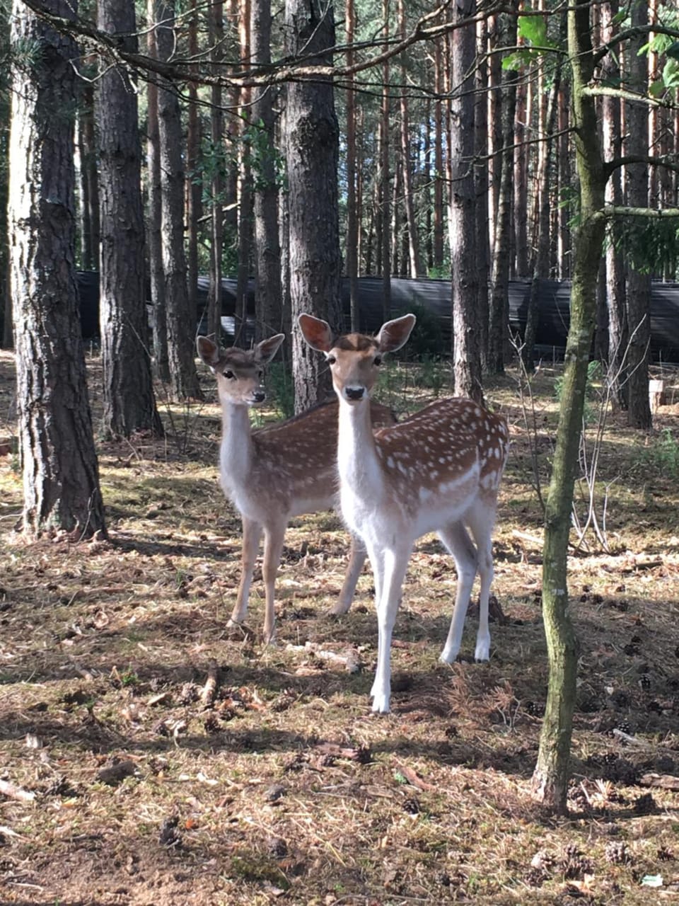 Natural landscape, Animals