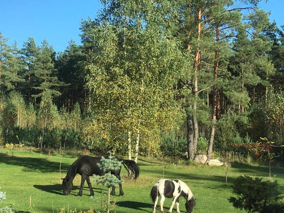 Natural landscape, Animals